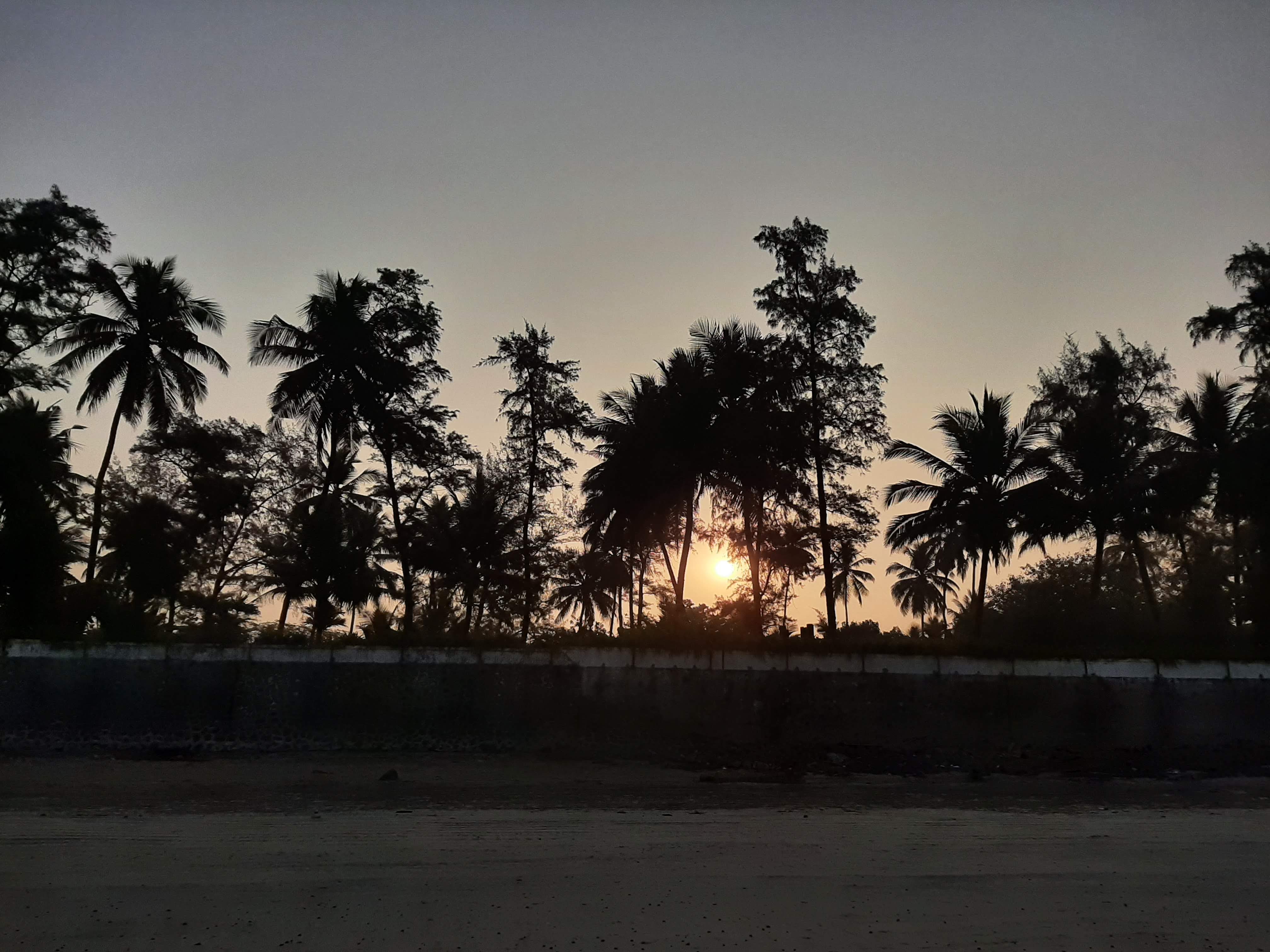 Early morning light filtering through the trees
