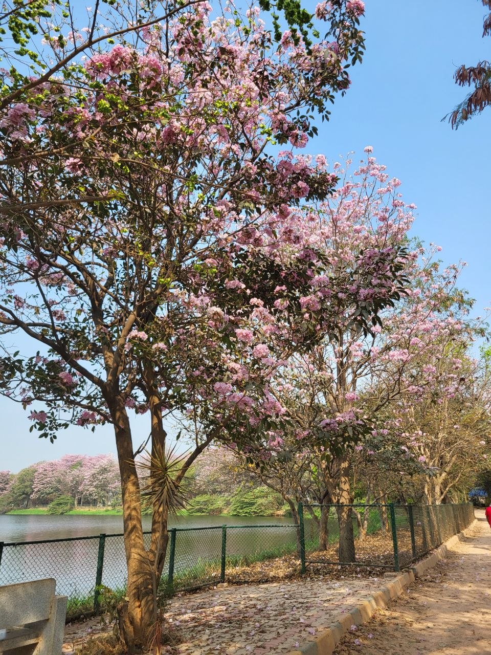 Pink Trumpets by Agara